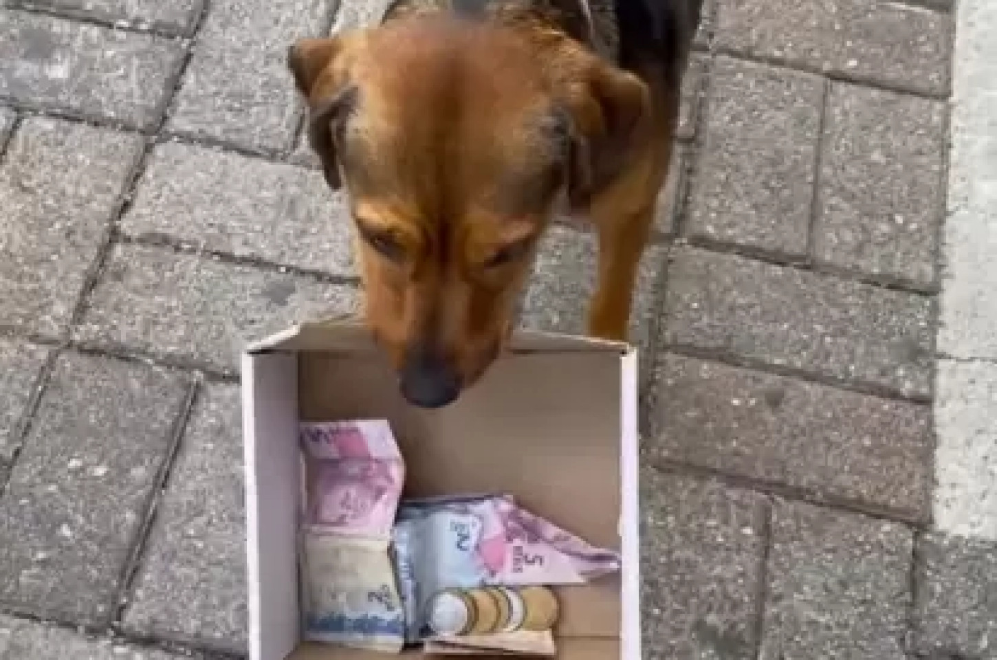 "Compra pra ajudar, tio!"