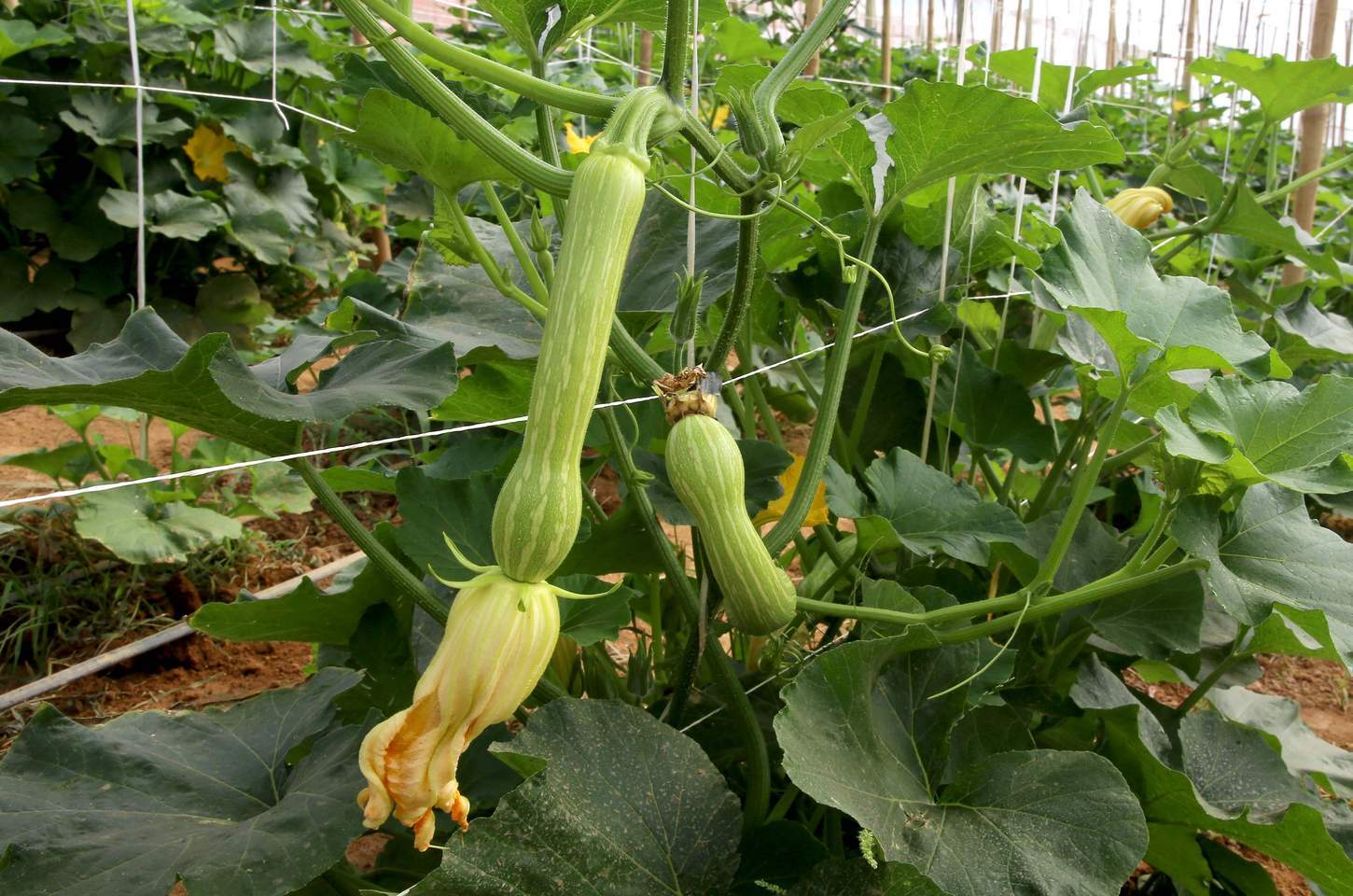 Abobrinha se destaca no agro paranaense com R$ 101,6 milhões em VBP