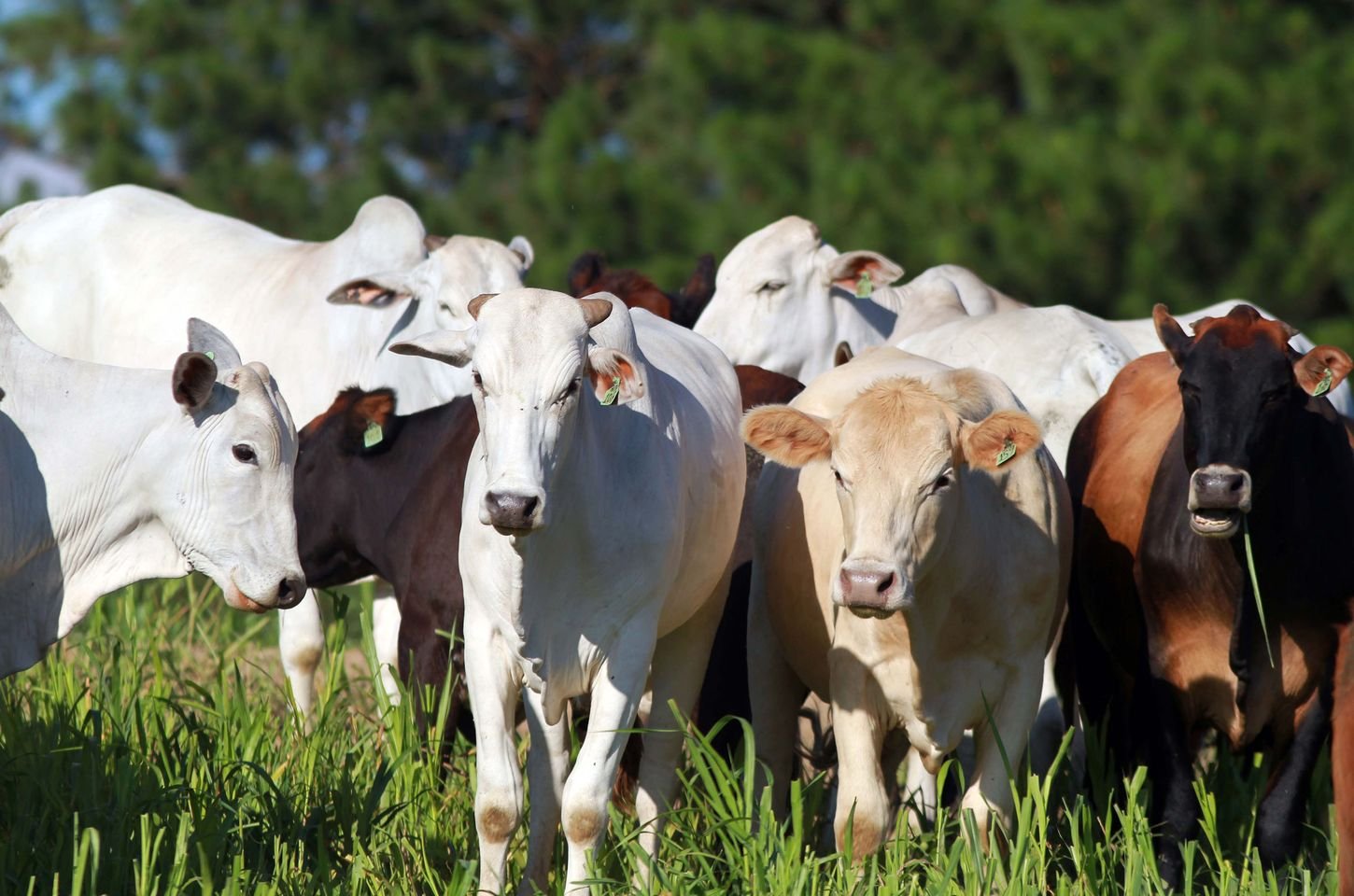 Adapar facilita emissão de certidão rural para produtores do Paraná