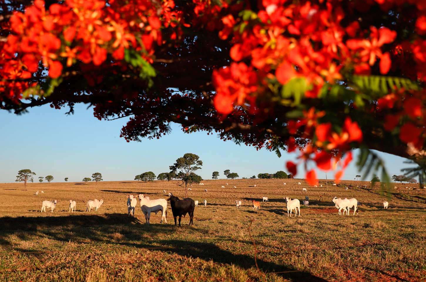 Adapar inicia campanha de atualização de rebanho no Paraná