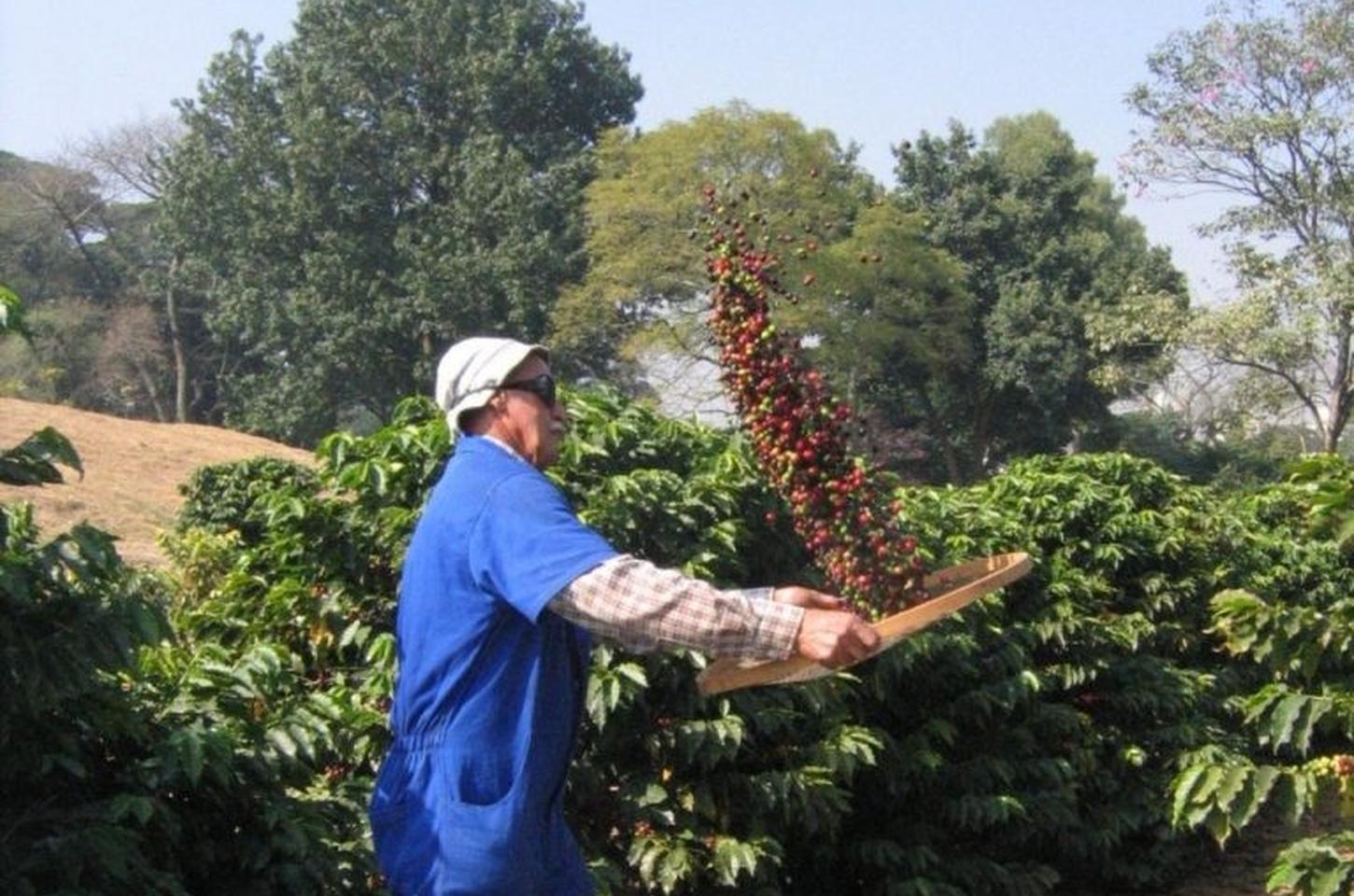 Agro paulista atinge R$ 171,61 bilhões em 2025, com destaque para carnes e café