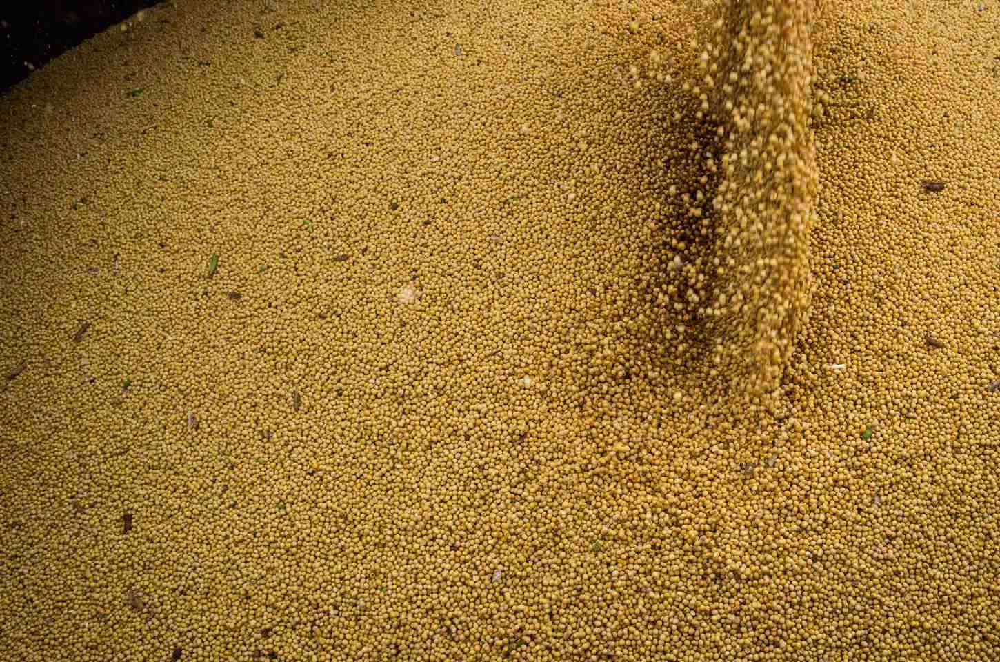 Agropecuária lidera crescimento da economia brasileira em 2025