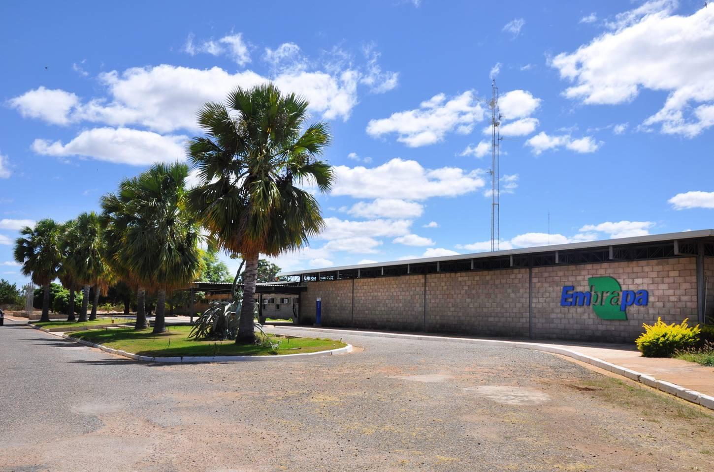 Aplicativo gratuito ajuda agricultores do semiárido a vencer a seca