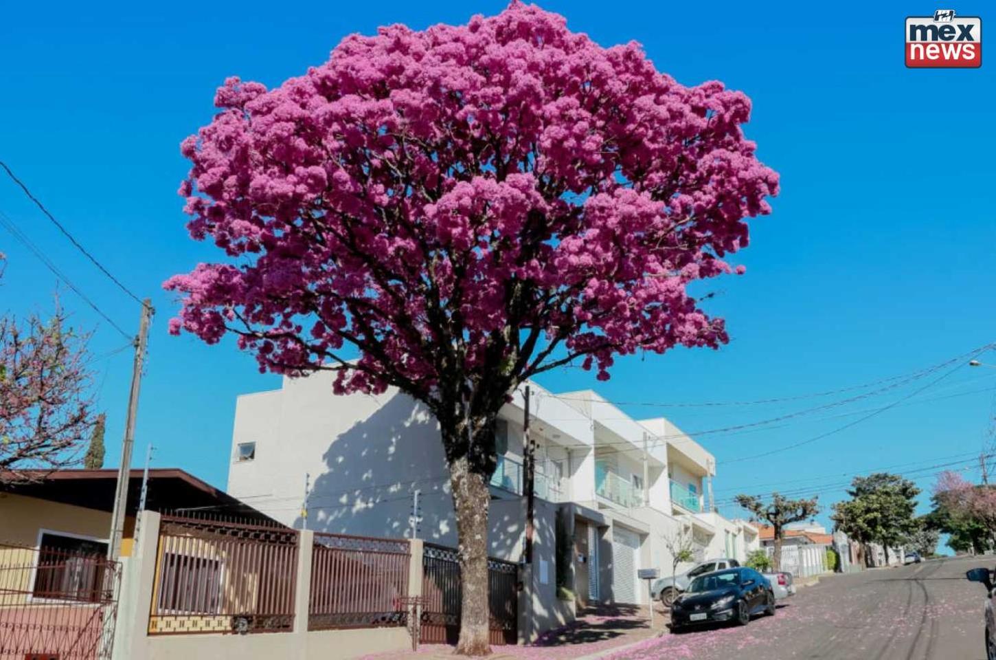 Apucarana abre consulta pública sobre arborização urbana