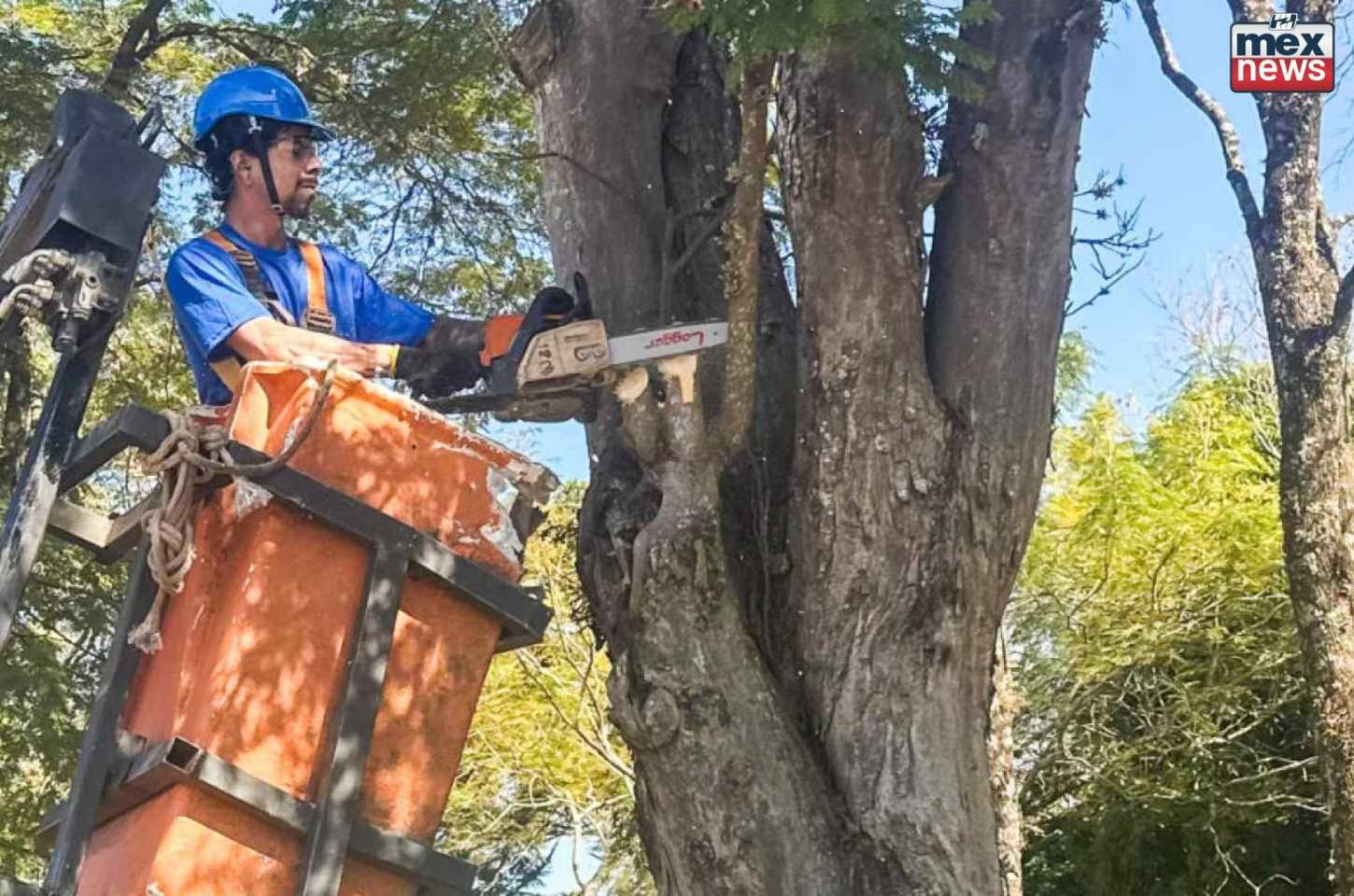 Apucarana adota novo modelo de poda de árvores