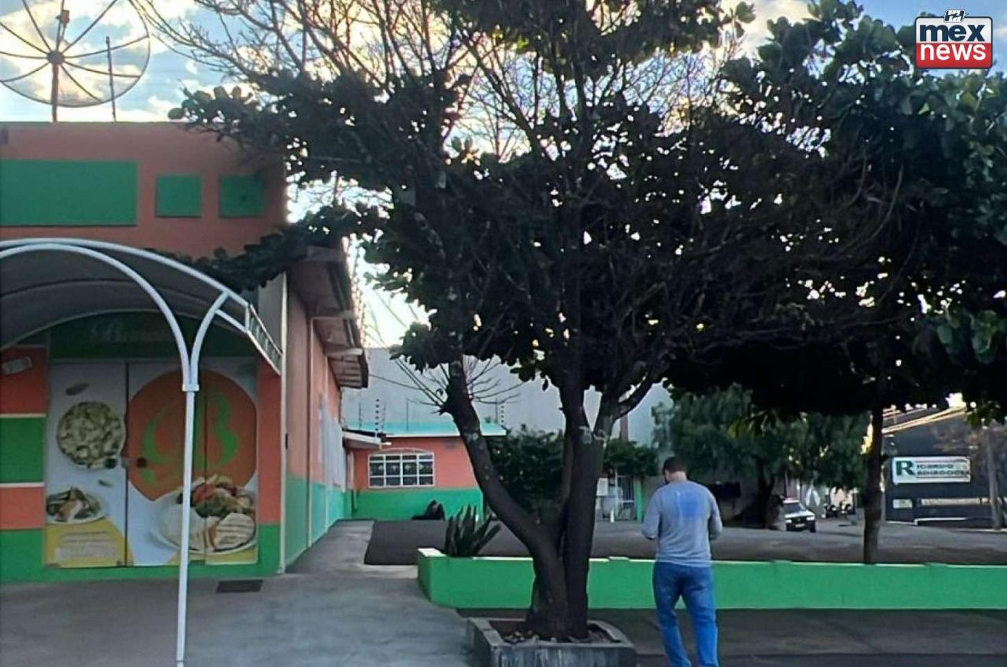 Apucarana inicia plano inédito de arborização urbana