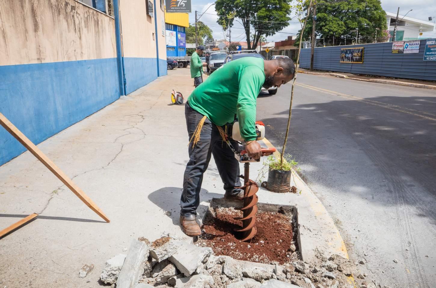 Apucarana Mais Verde já plantou 625 mudas de árvores de grande porte na cidade