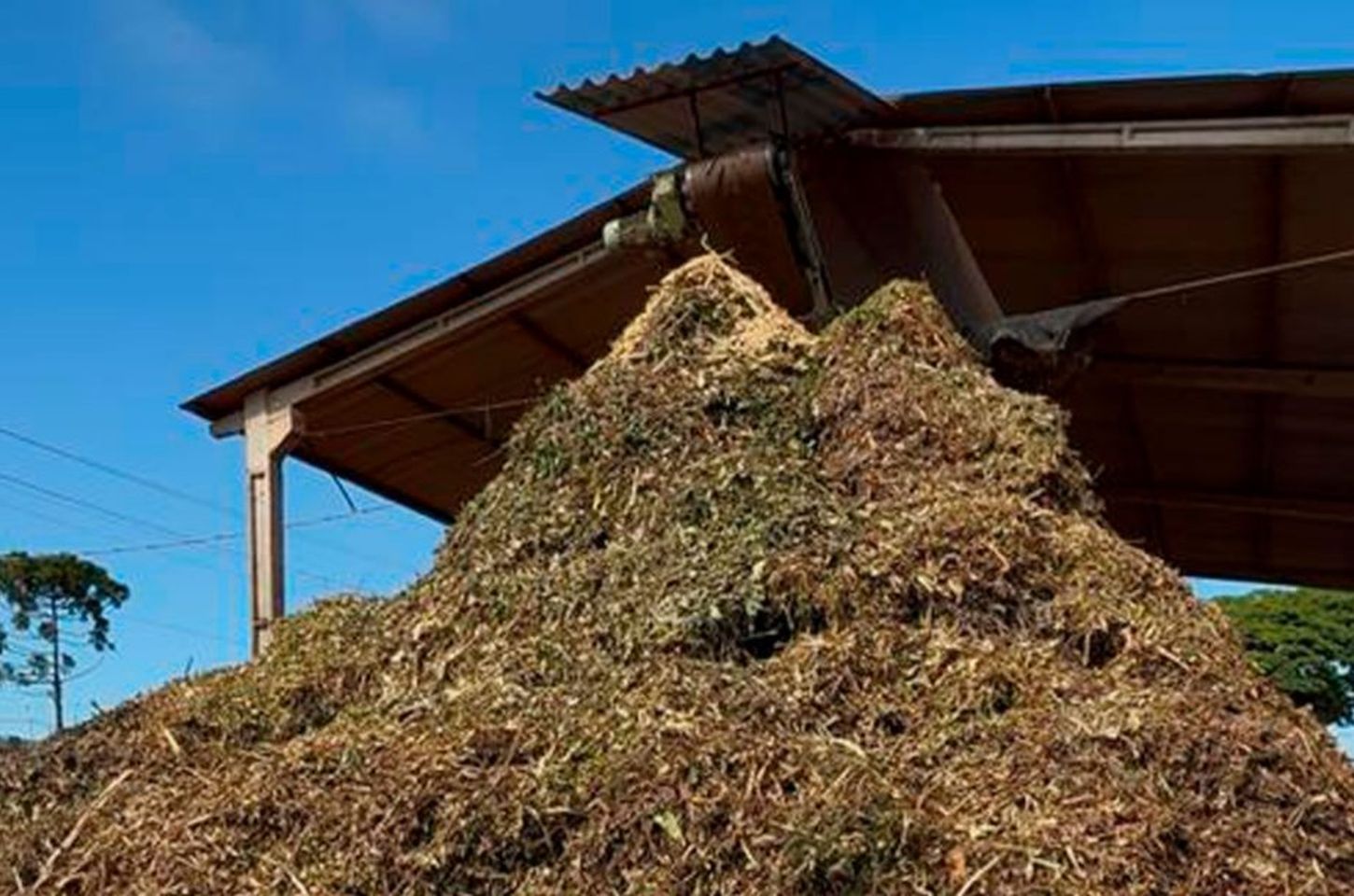 Apucarana transforma podas de árvores em adubo orgânico para agricultores