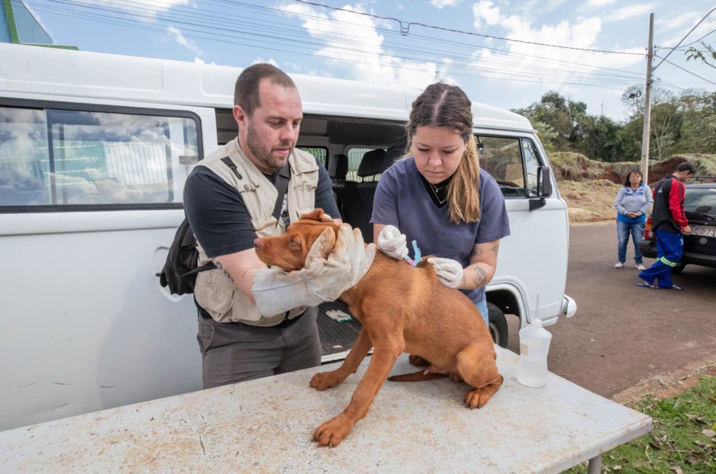 Apucarana vacina cães e gatos contra raiva nesta quinta-feira (05/02)