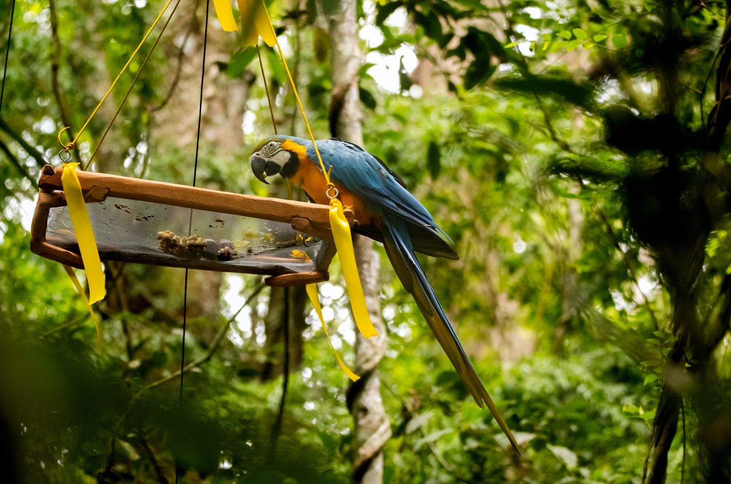 Araras-canindés voltam aos céus do Rio após décadas de extinção local