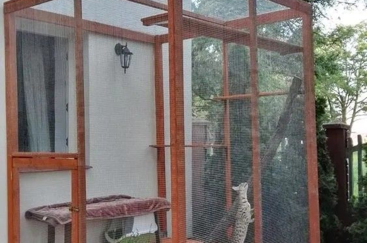 Bem-estar felino e boa vizinhança