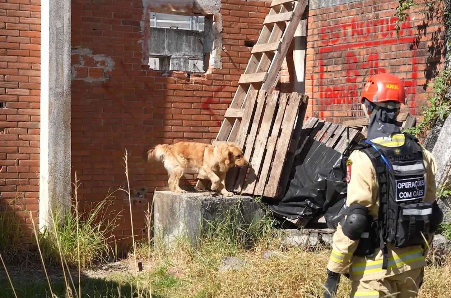 Cães de busca dos bombeiros do Paraná são treinados para salvar vidas