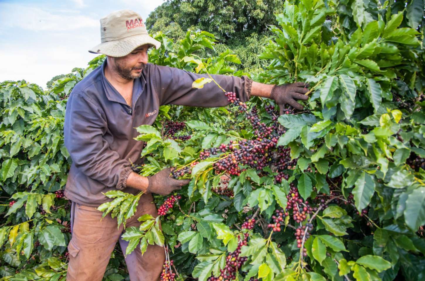 Café de Apucarana conquista selo de Indicação Geográfica do INPI