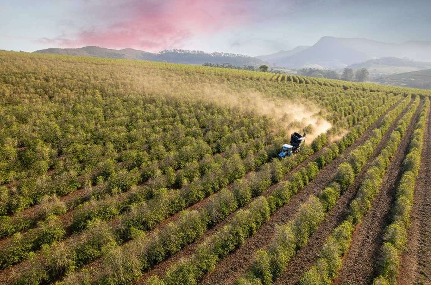 Café paulista: do grão ao turismo, estado celebra protagonismo nacional