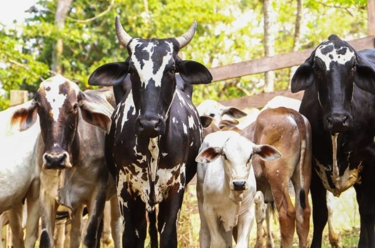 Campanha de Atualização de Rebanhos termina na segunda-feira