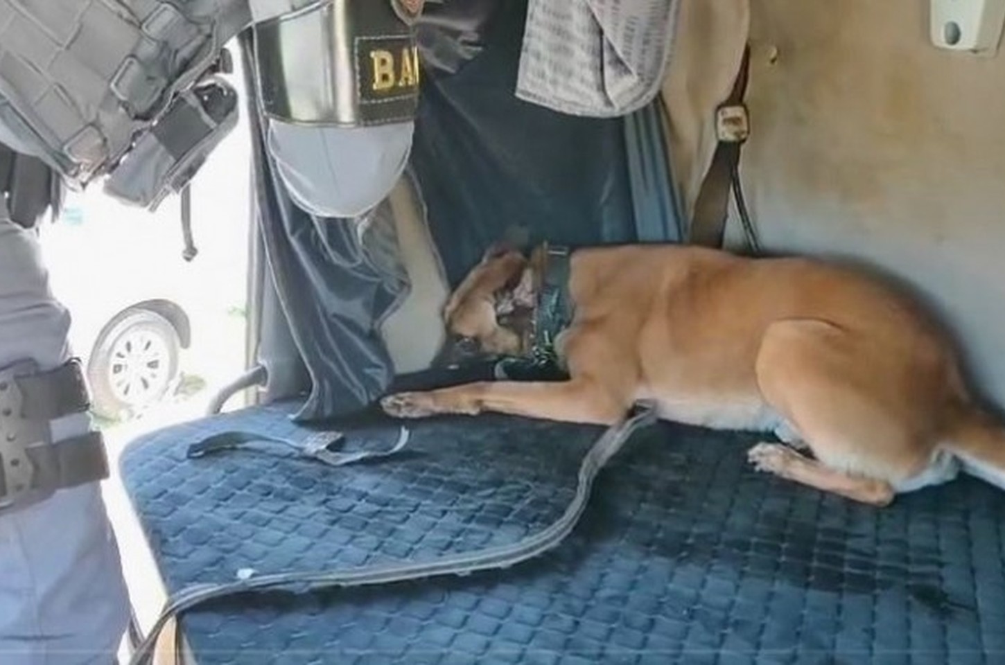 Cão da PM encontra 102 quilos de maconha em caminhão no interior de SP