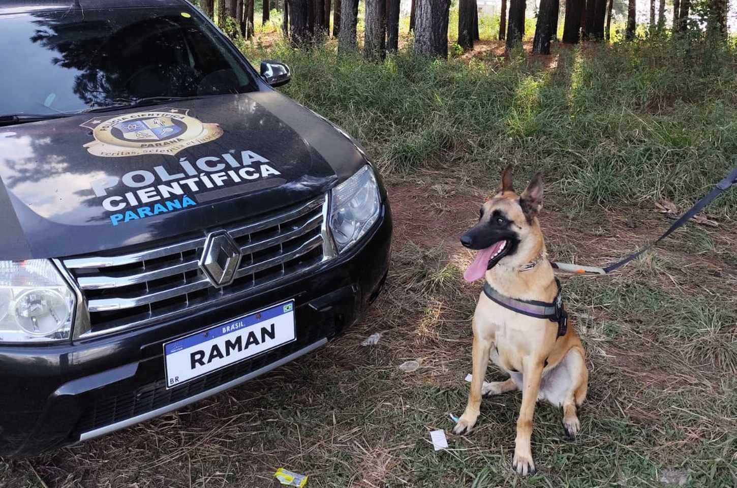Cão farejador de sangue auxilia peritos no Paraná com 100% de acerto
