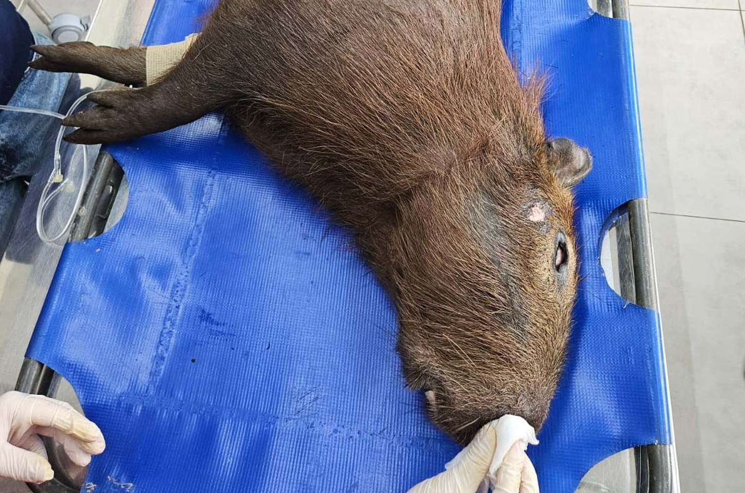Capivara resgatada após atropelamento é devolvida à natureza no Paraná