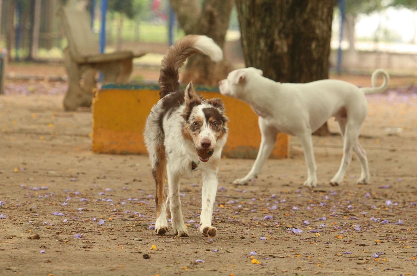 Carnaval e pets: veterinário alerta sobre riscos de levar animais para a folia