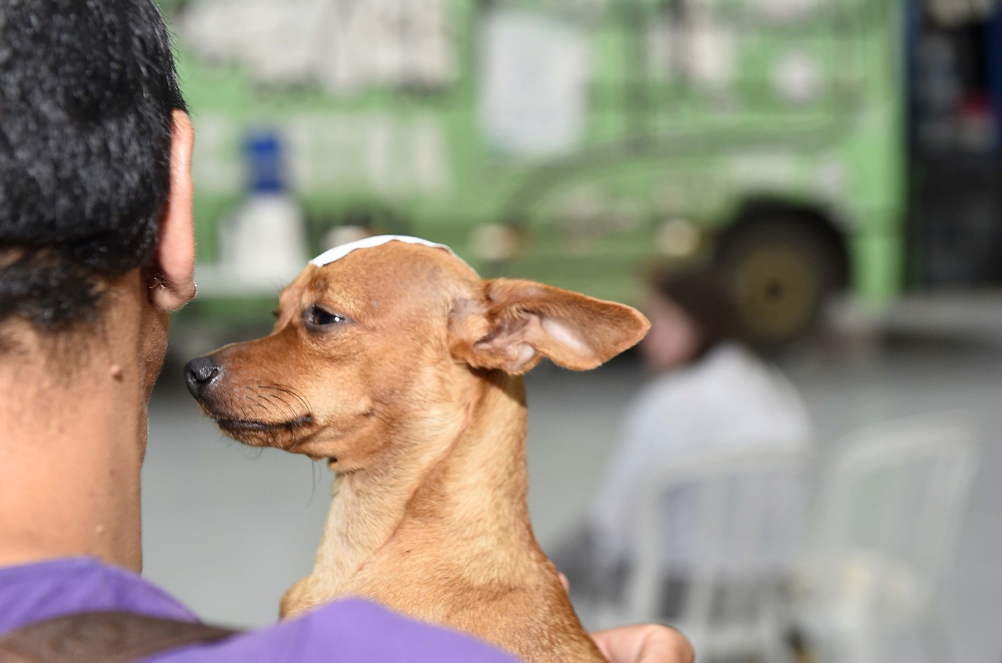 CastraPet Paraná inicia março com mutirão de castração em 33 cidades
