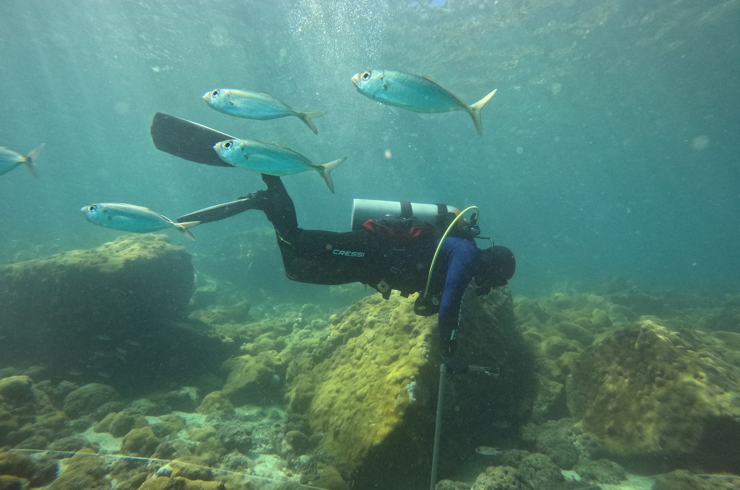 Censo marinho monitora a vida nos costões rochosos de Arraial do Cabo