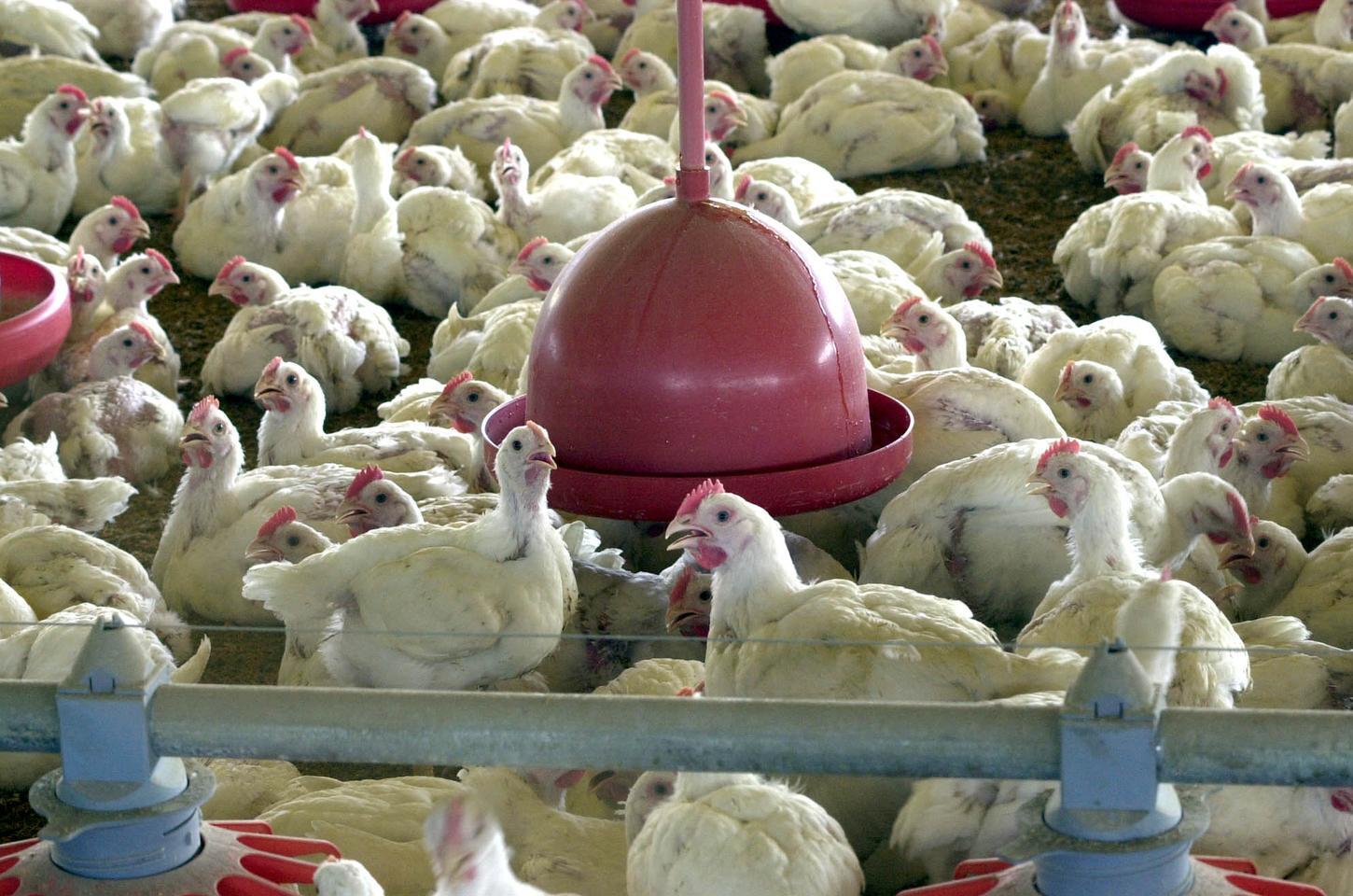 China reabre mercado para o frango gaúcho após um ano e meio de embargo