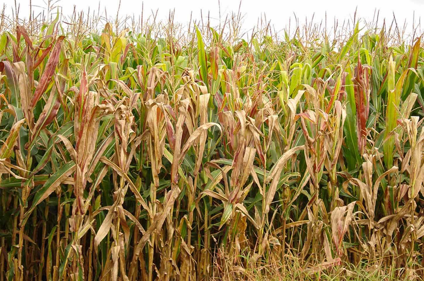 Cigarrinha-do-milho causa prejuízo bilionário à agricultura brasileira