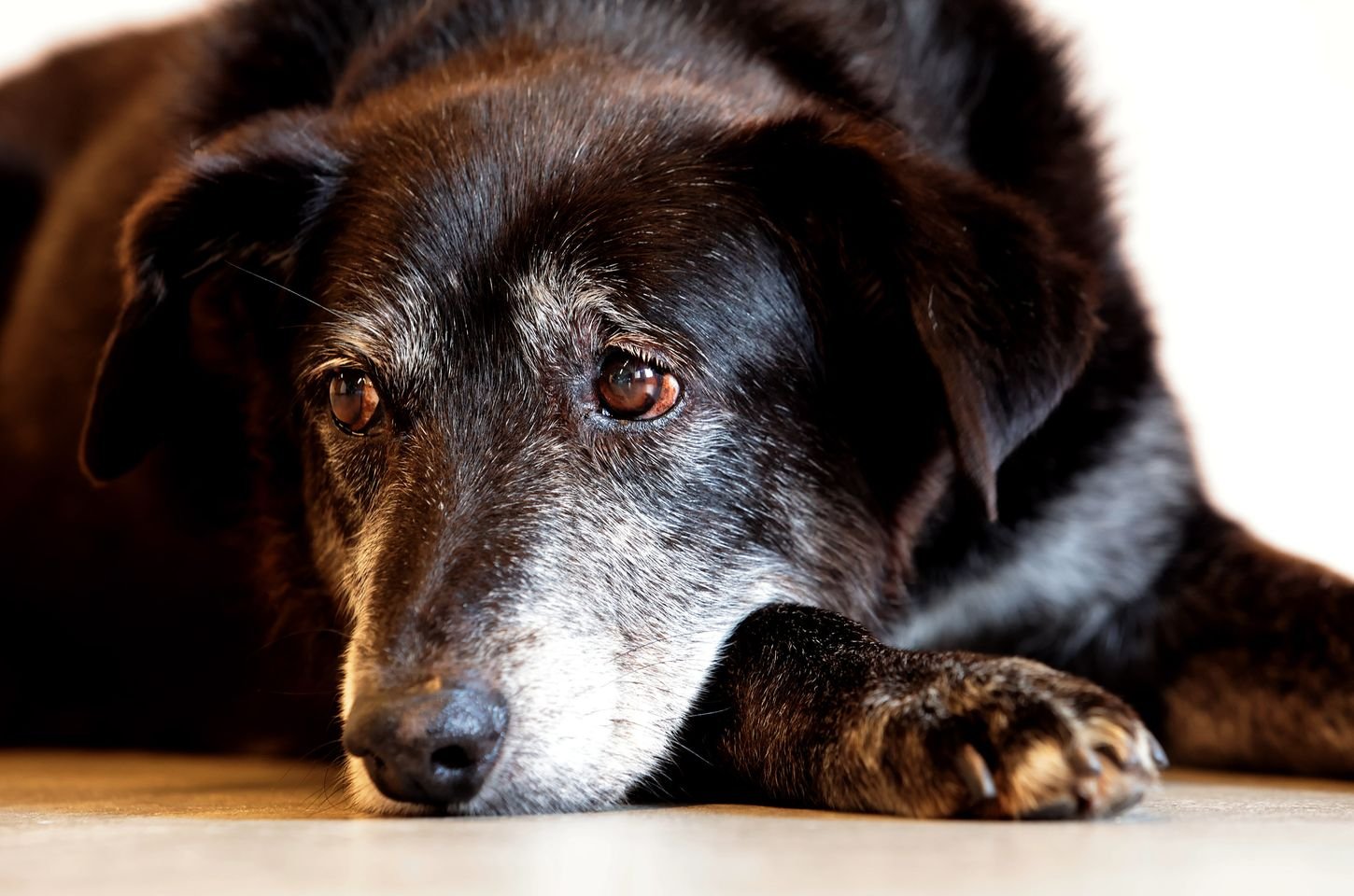 Comerciante é condenado por maus-tratos a cachorros em São Paulo
