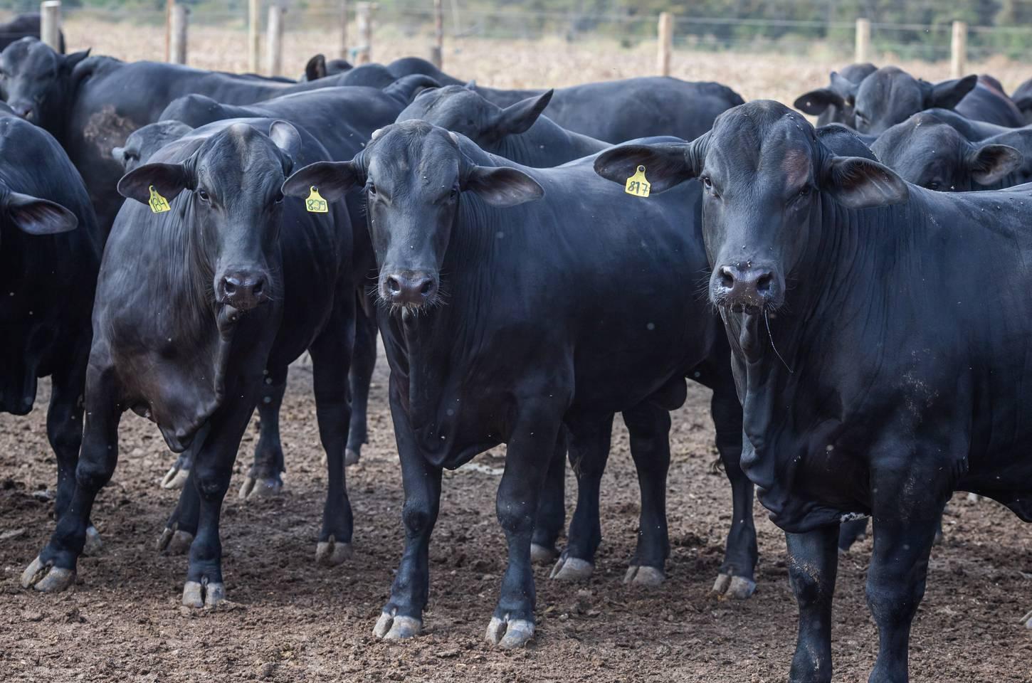 Cooperativas da agricultura familiar terão juros mais baixos para pecuária