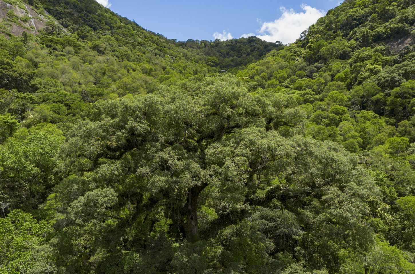 Desmatamento na Mata Atlântica cai 28% em 2025 e atinge menor nível da história