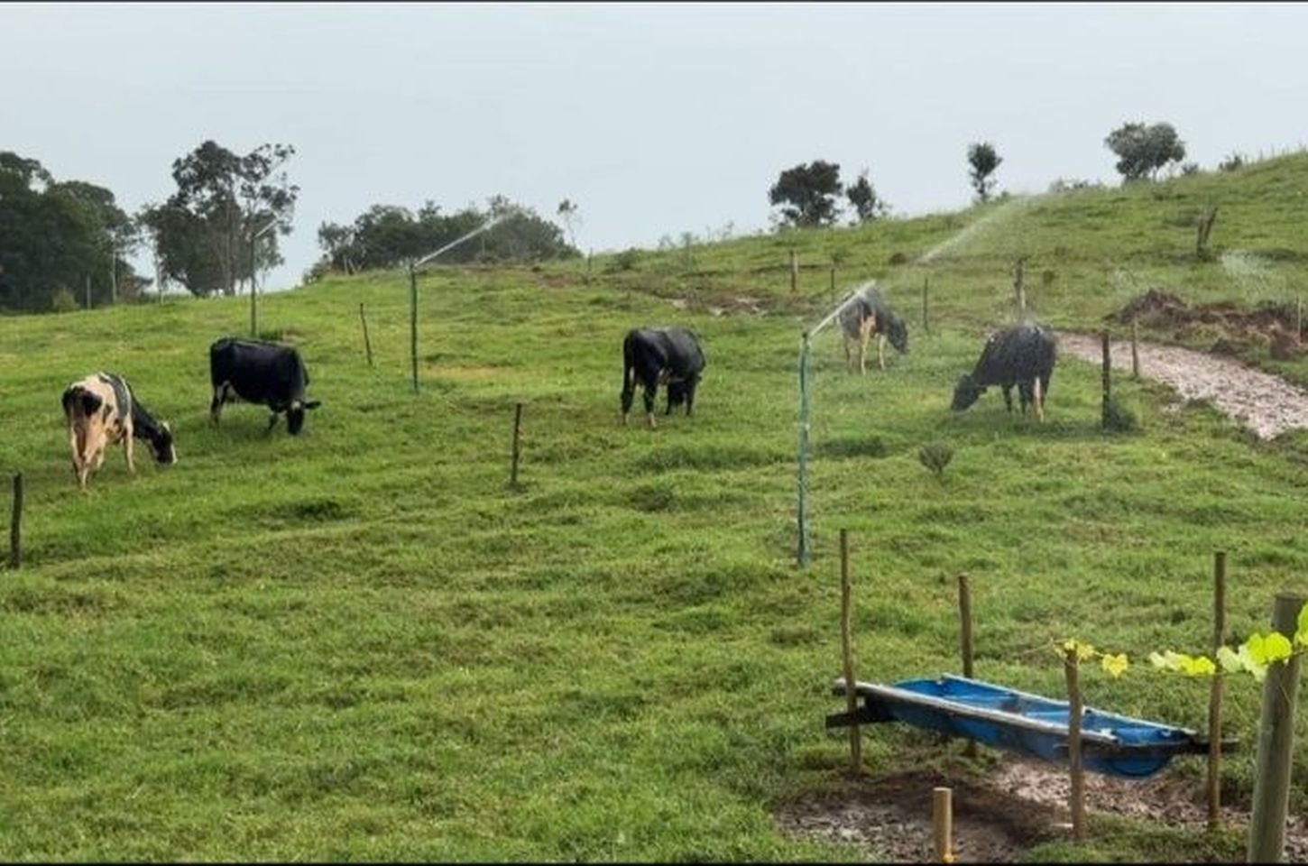 Do pasto degradado à produção sustentável: como o PSA transforma propriedades rurais