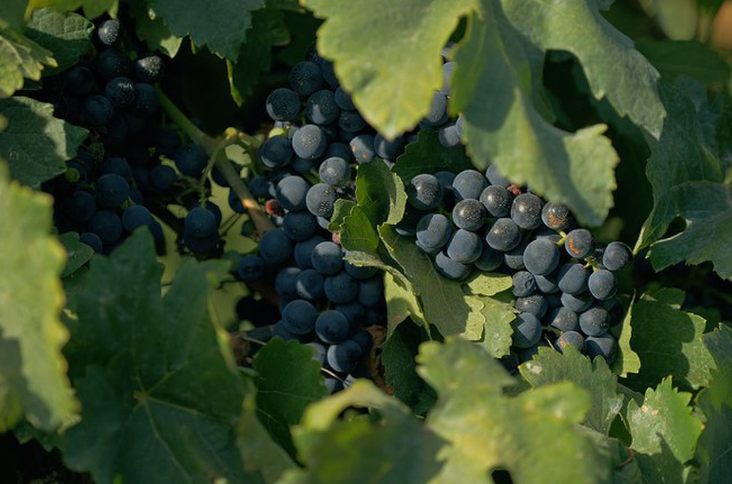 Documentário explora universo dos vinhos brasileiros na TV Brasil