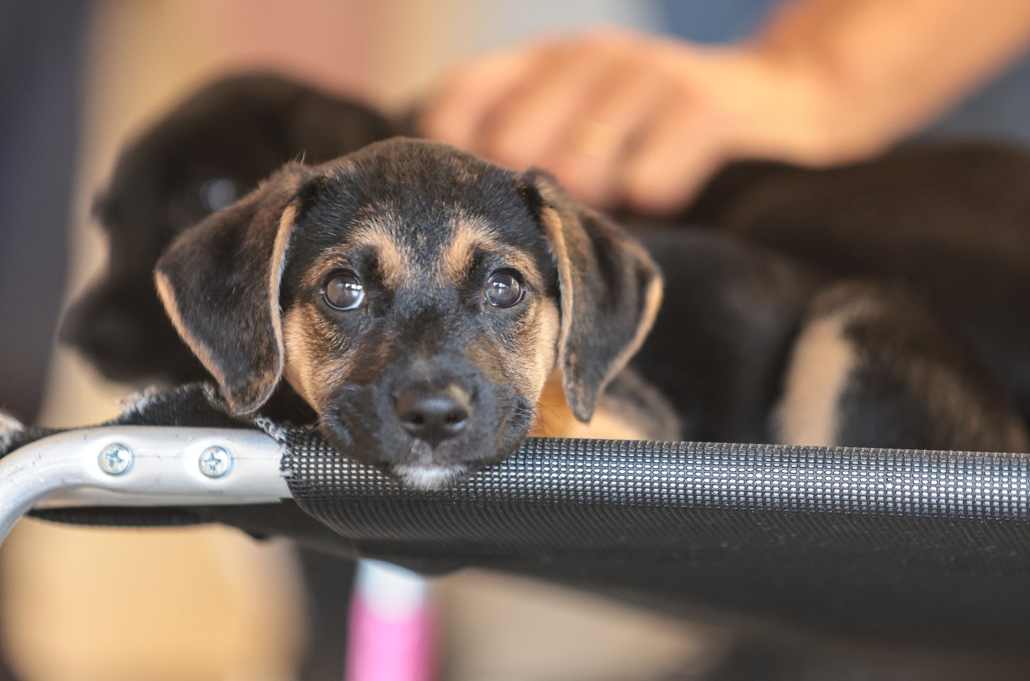 Educação e empatia: caminhos para combater a violência contra animais