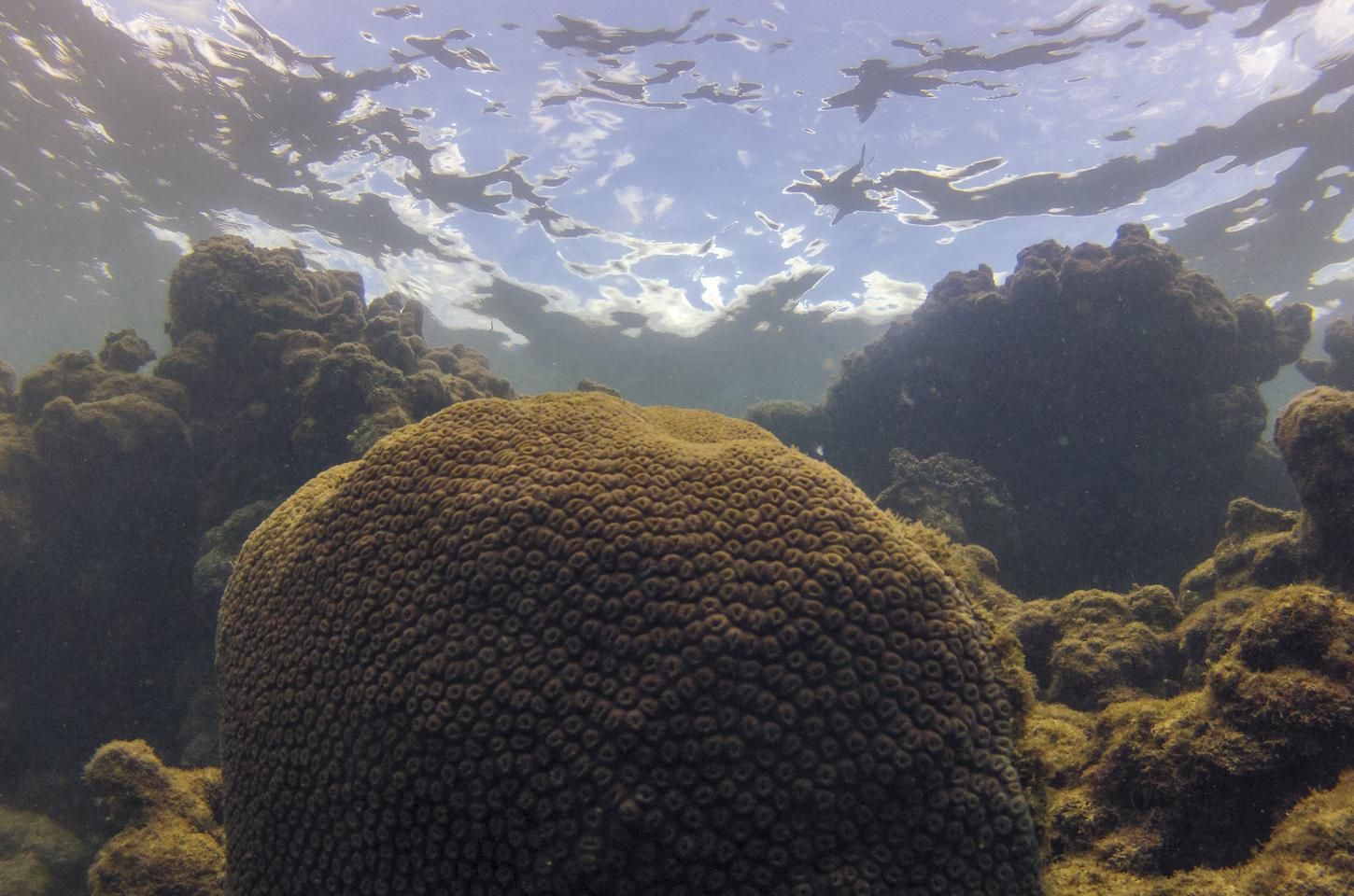 El Niño e La Niña influenciam pesca no Atlântico, mostra estudo