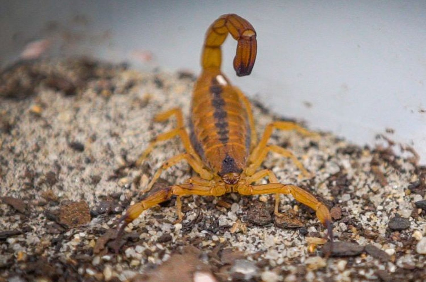 Escorpiões: 225 mil picadas em 2025 expõem vulnerabilidade social