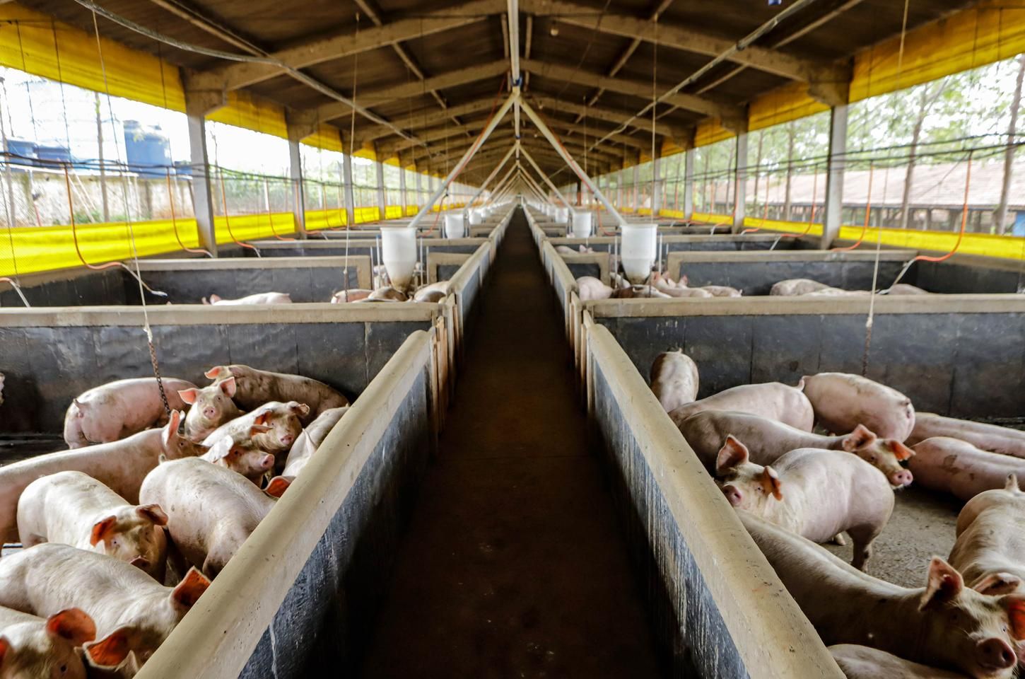 Exportações de suínos do Paraná batem recorde em março de 2026