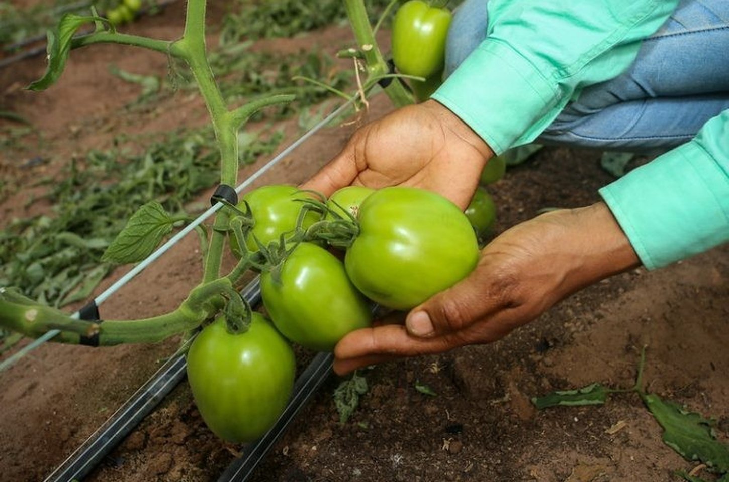 FEAP injeta R$ 829 milhões no agro paulista e transforma vidas no campo