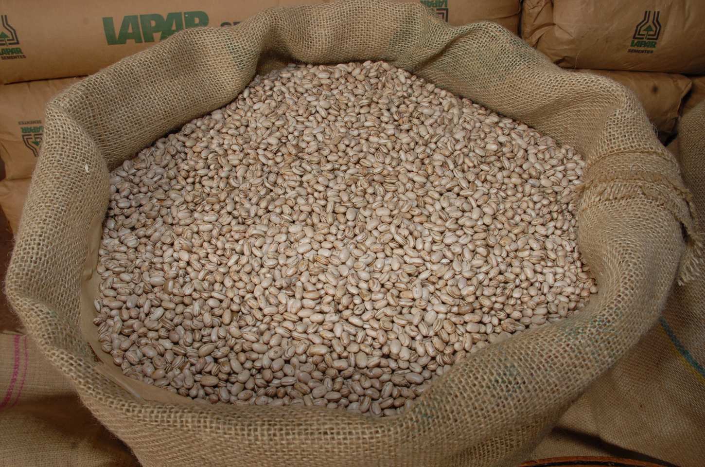 Feijão reage no Paraná e influencia decisões dos produtores em 2026