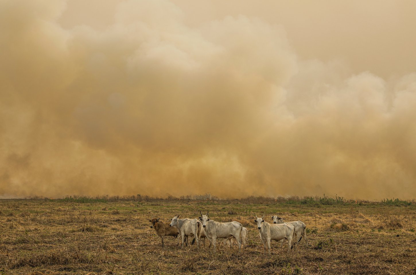 Focos de calor no Brasil dobram em janeiro e batem recorde no Maranhão