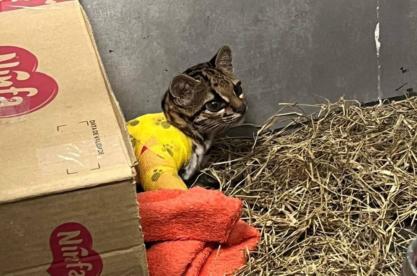 Gato-maracajá resgatado após atropelamento é devolvido à natureza no Paraná