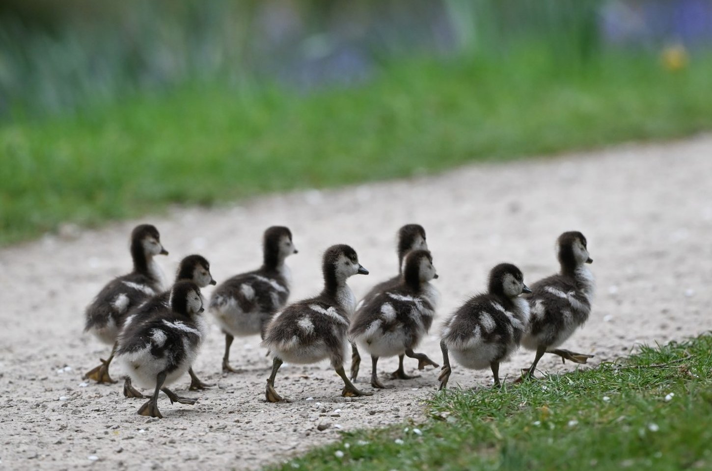 Geese e a Fábrica de Hype: Marketing ou Manipulação?