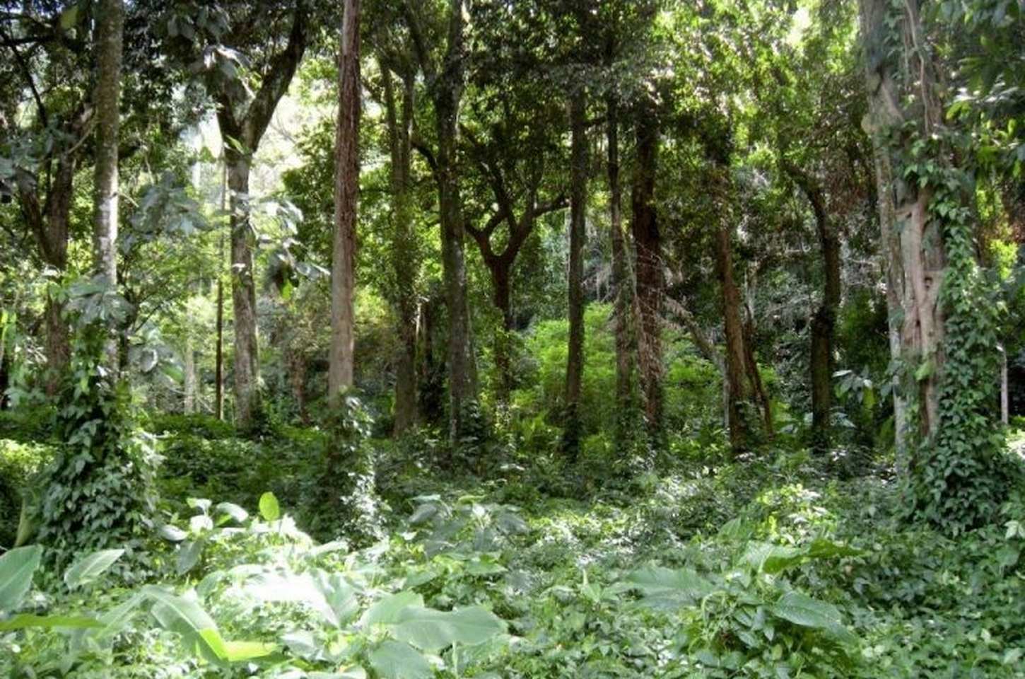 Governo de SP lança plataforma digital para orientar investimentos privados em conservação ambiental