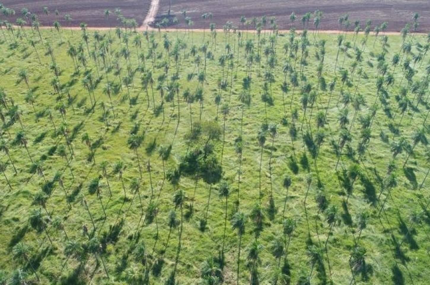 Governo de SP orienta produtores rurais a conciliar preservação e rentabilidade no campo