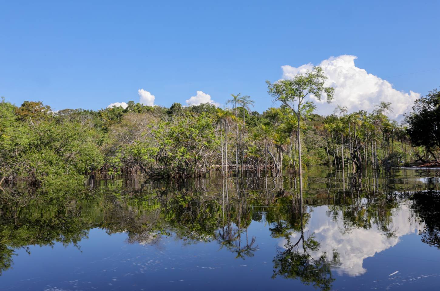 Governo federal mobiliza R$ 179 bilhões para transição ecológica em três anos
