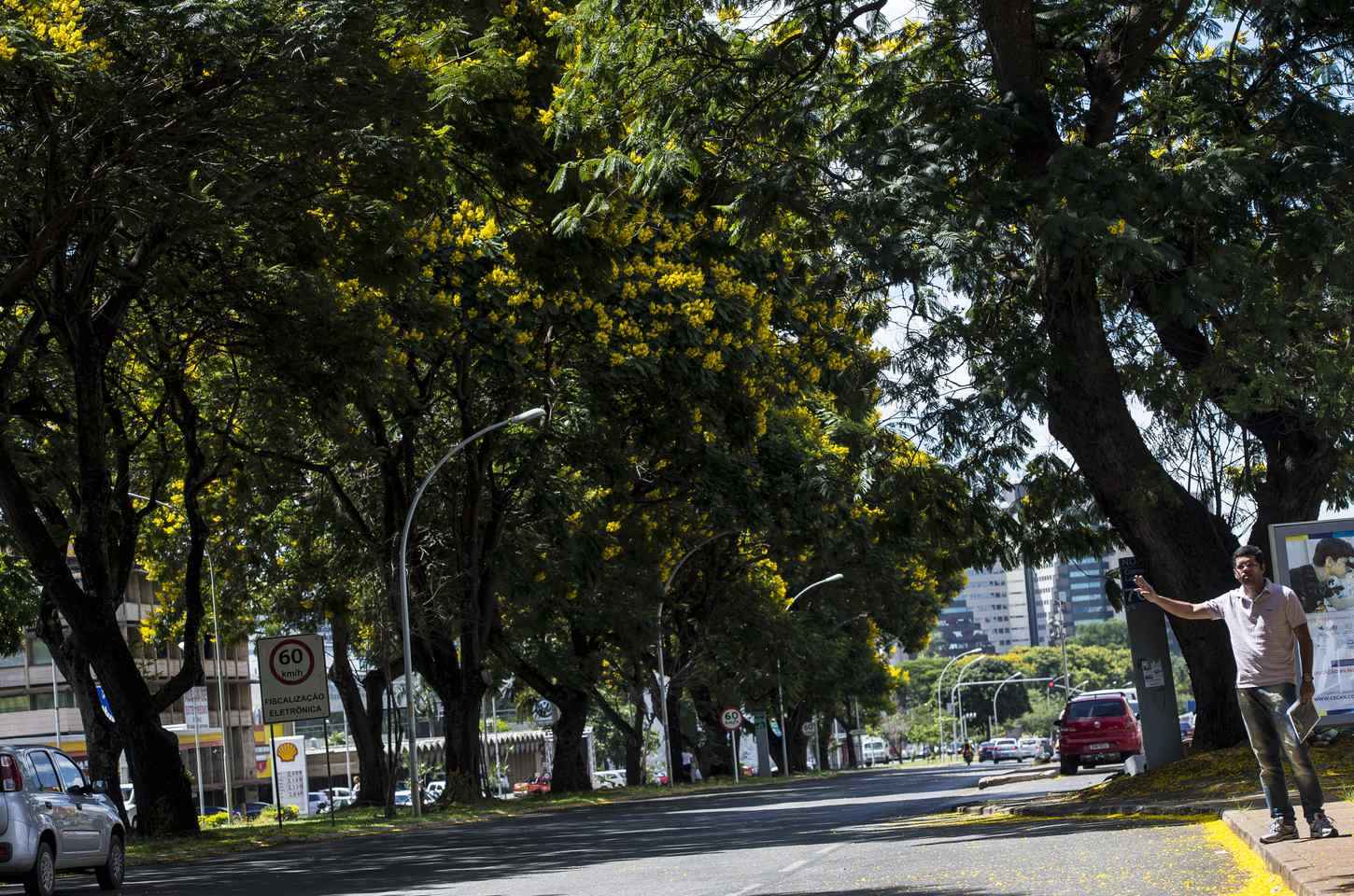 Governo lança plano para aumentar arborização nas cidades brasileiras
