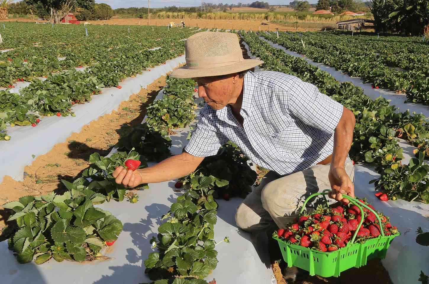 Governo libera pagamento do Garantia-Safra para mais de 685 mil agricultores