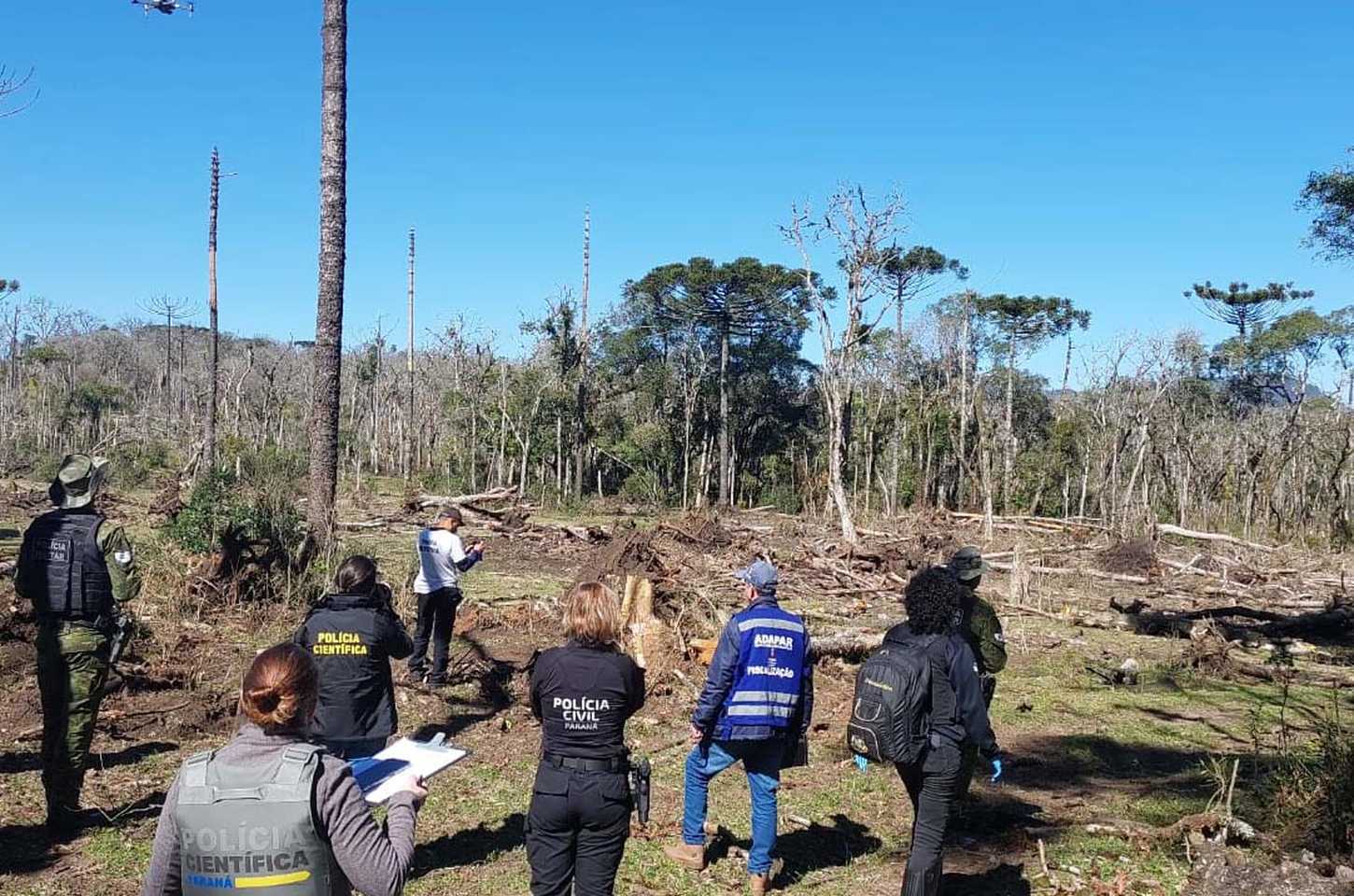 Homem é preso por destruição de 106 hectares de Mata Atlântica no Paraná