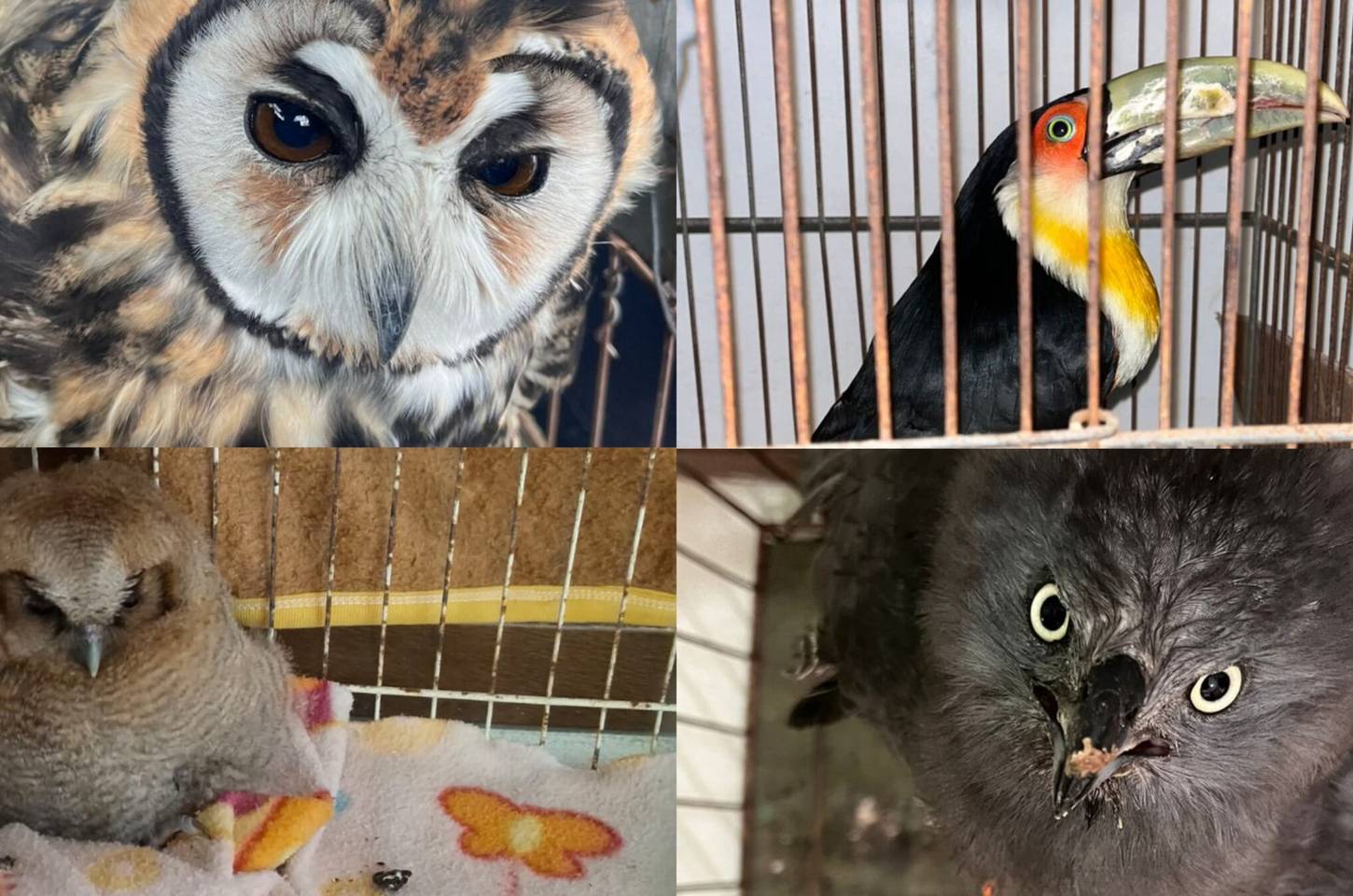 Ibiúna transforma sofrimento em recomeço para animais silvestres com resgate e reabilitaçã