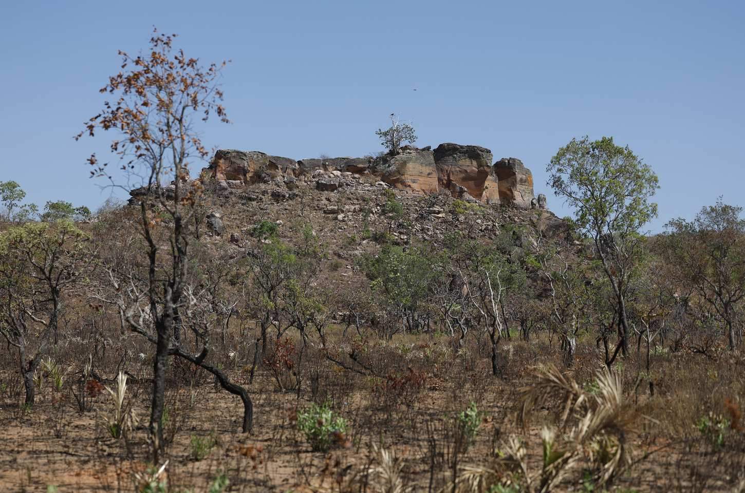 Inteligência artificial mapeia terras agrícolas abandonadas no Cerrado