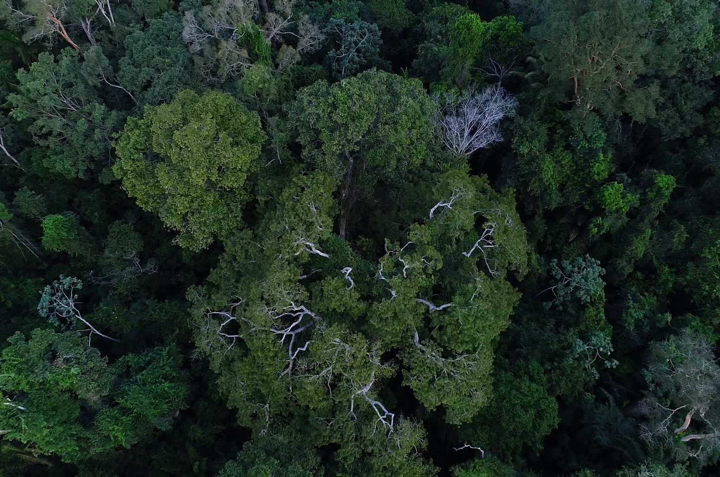 Investimentos de R$ 815 milhões reduzem queimadas em 70 municípios da Amazônia